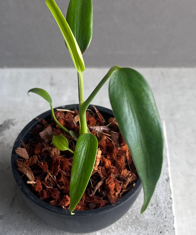 モンステラ バールマルクスフレーム 「Monstera burle marx's flame」