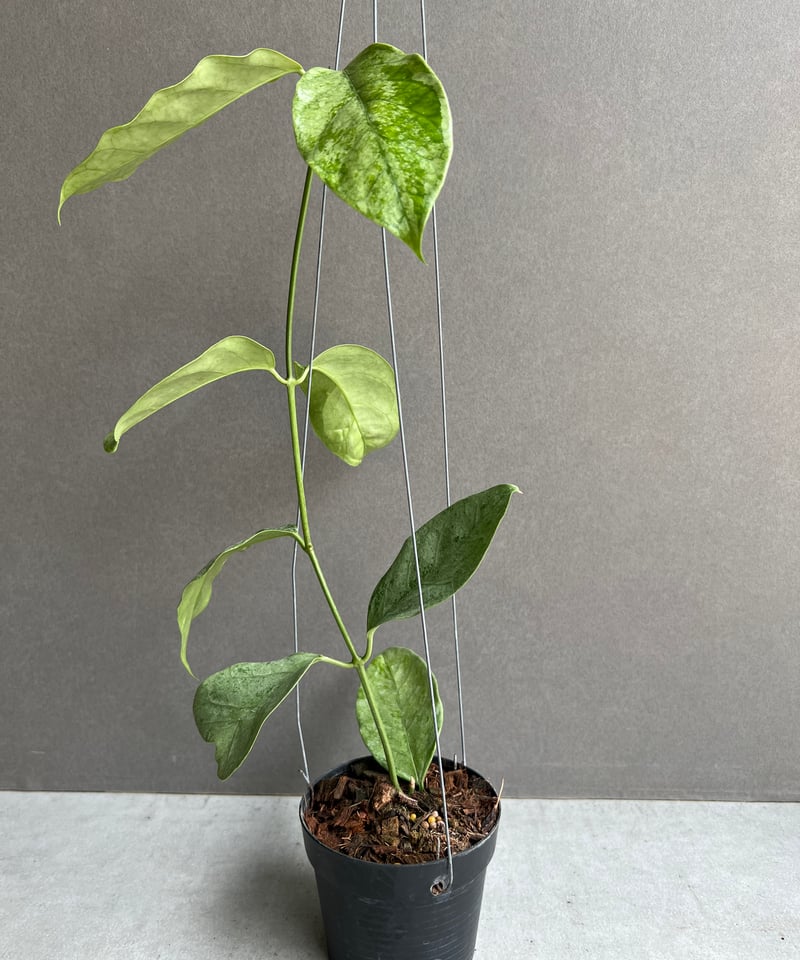 ホヤ コリアセア シルバー 「Hoya coriacea Silver」67S | SHOUC