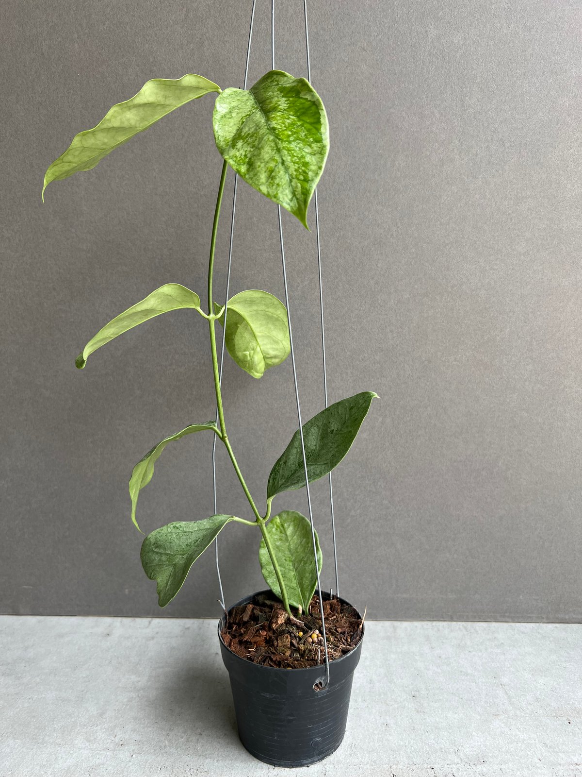 ホヤ コリアセア シルバー 「Hoya coriacea Silver」67S | SHOUC