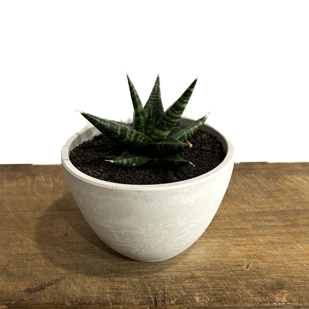 サンセベリア ブラック ダイヤモンド「Sansevieria Black Diamond」3/