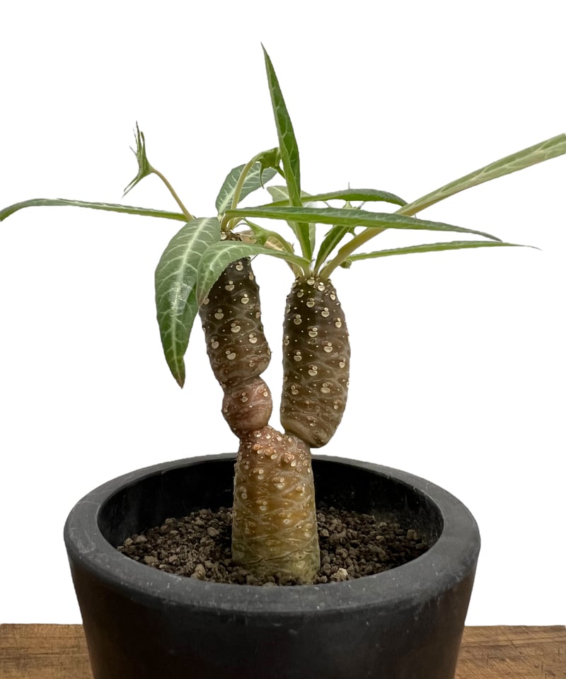 ドルステニア ランキフォリア (実生苗)「 Dorstenia crispa var ドルステニア ランキフォリア (実生苗)「 Dorstenia crispa var