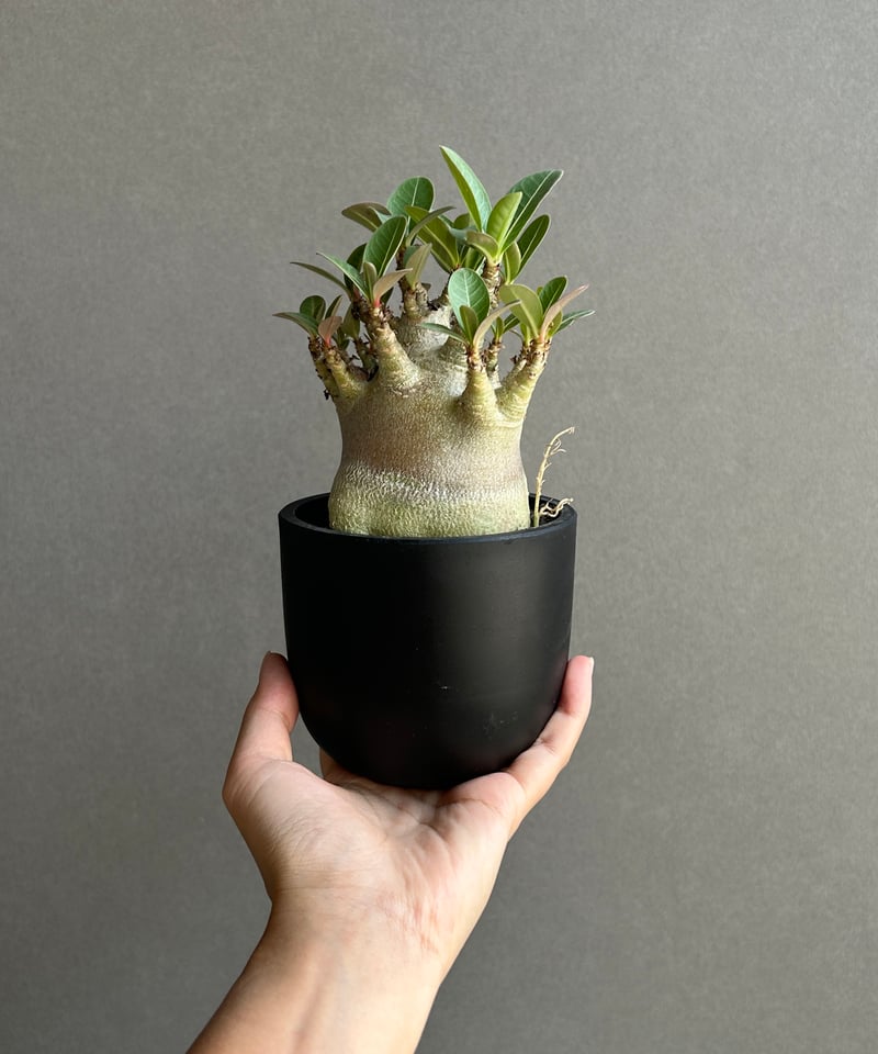 アデニウム アラビカム スーパー ドワーフ “ブラック” 「Adenium
