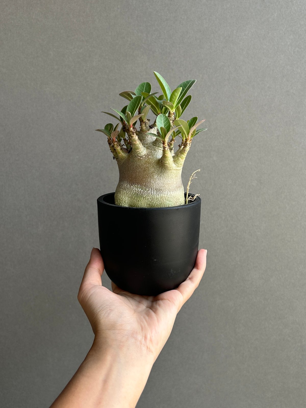 アデニウム アラビカム スーパー ドワーフ “ブラック” 「Adenium