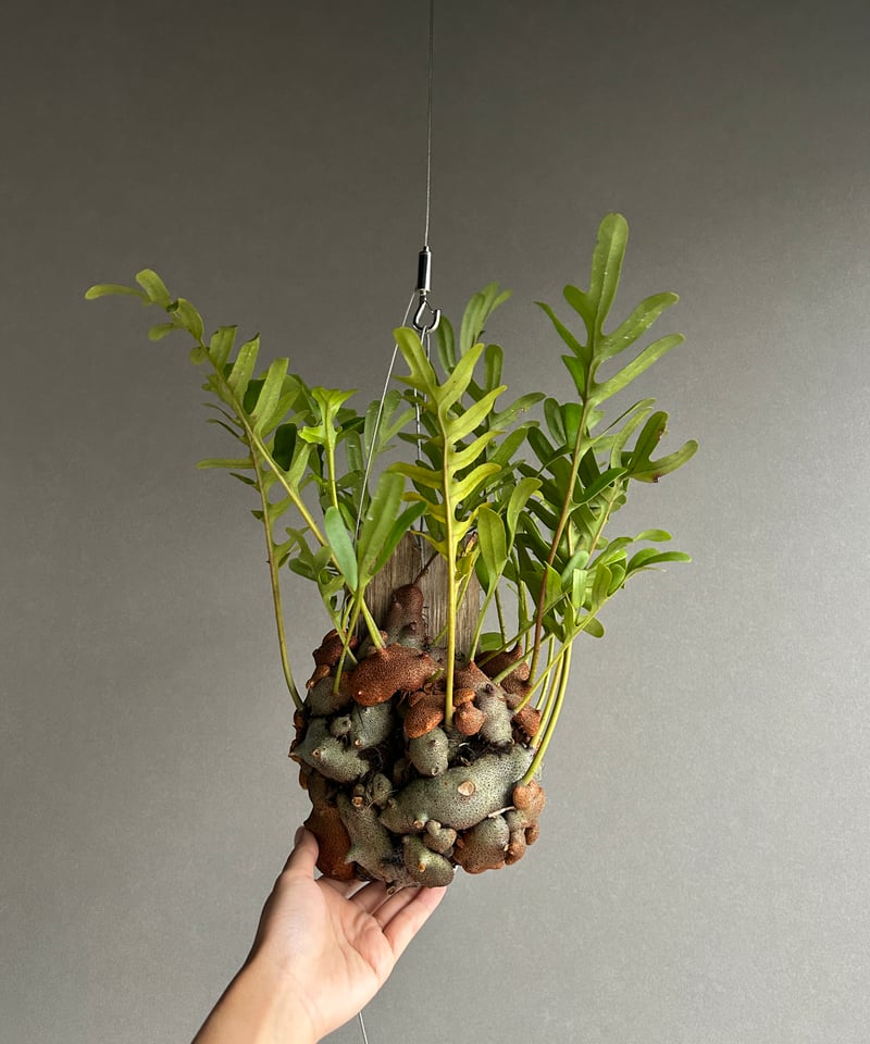 レカノプテリス クルスタセア「Lecanopteris crustacea」60J | SHO