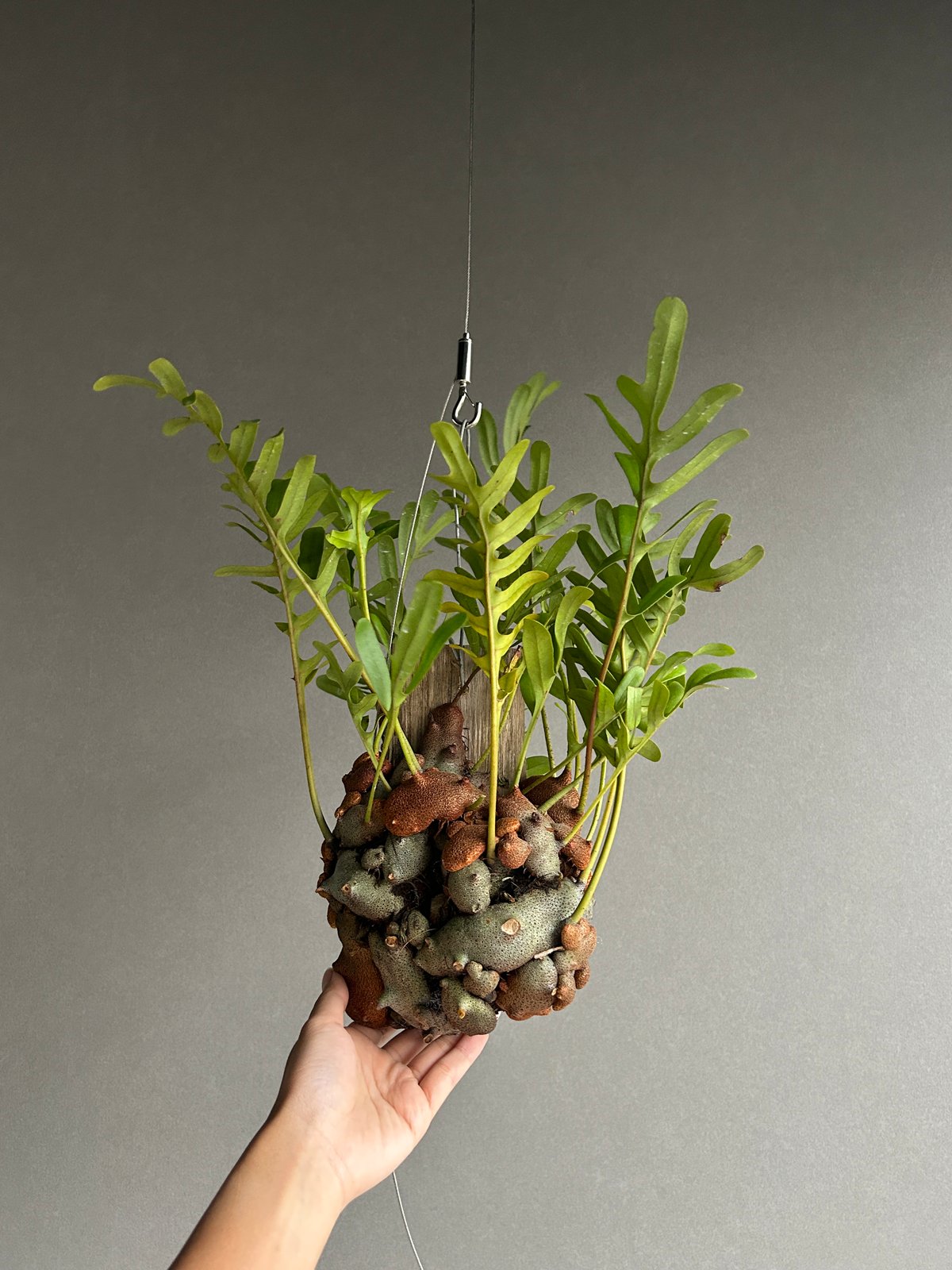 レカノプテリス クルスタセア「Lecanopteris crustacea」60J | SHO