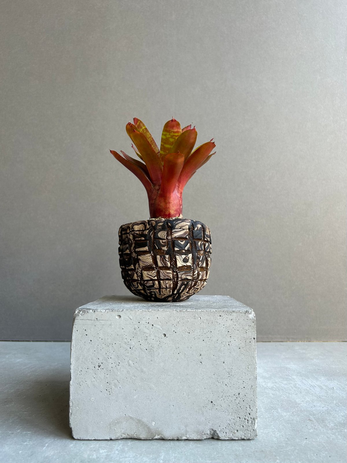ネオレゲリア ワイルド タイガー + plantsmonsters pot「Neoregeli