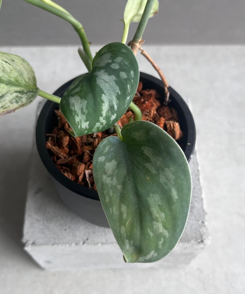 スキンダプサス エキゾチカ ホログラム 「Scindapsus exotica スキンダプサス エキゾチカ ホログラム 「Scindapsus exotica