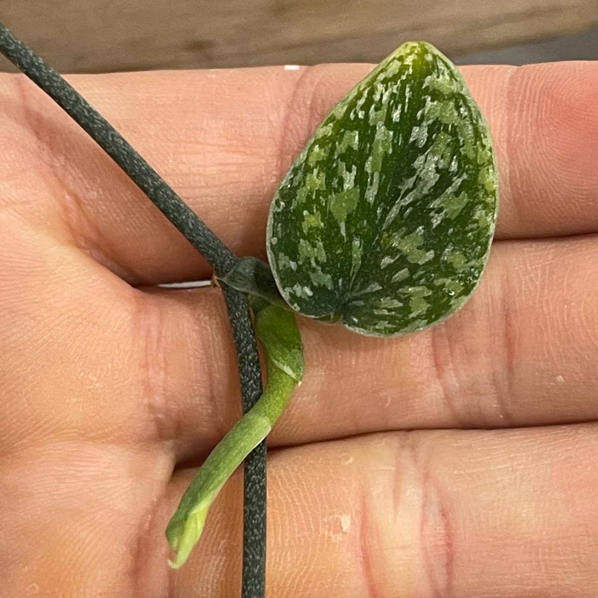 スキンダプサス　ユニコーン　トリカラー Amazon.co.jp: レア 34. Scindapsus Tricolor Silver Platinum