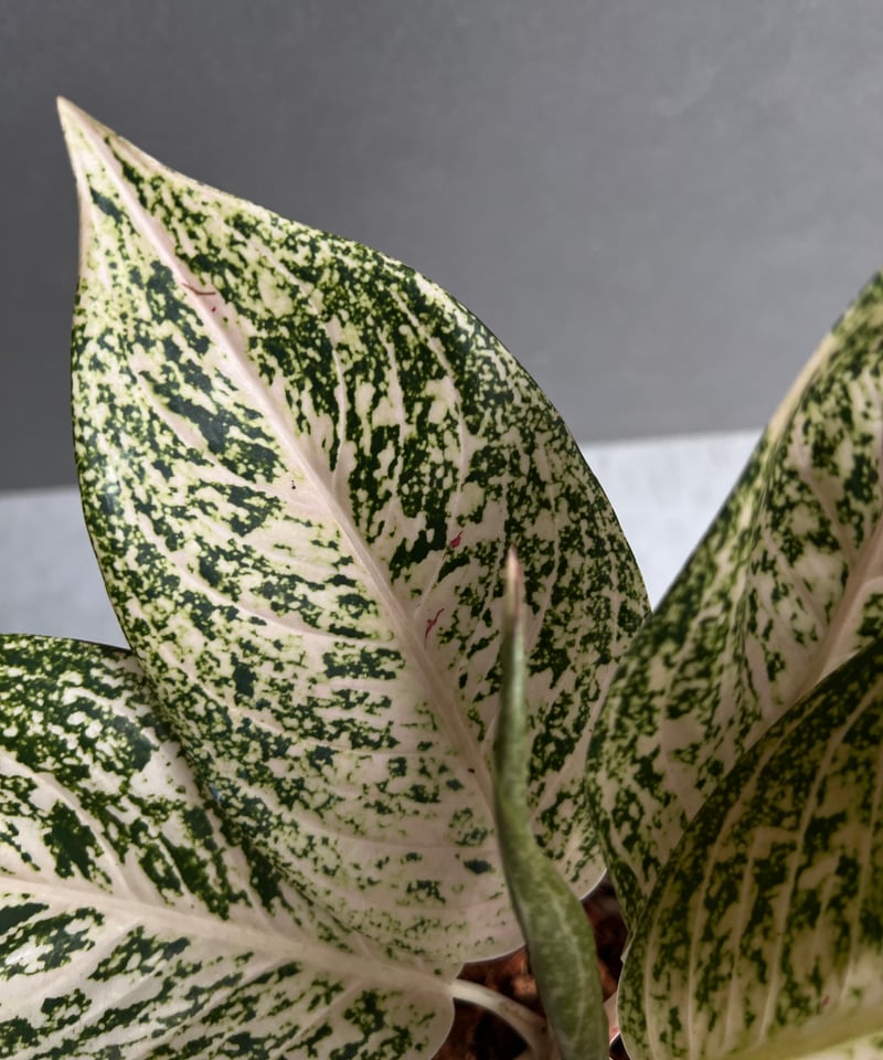アグラオネマ ホワイト ティアラ 「Aglaonema White Tiara」61X