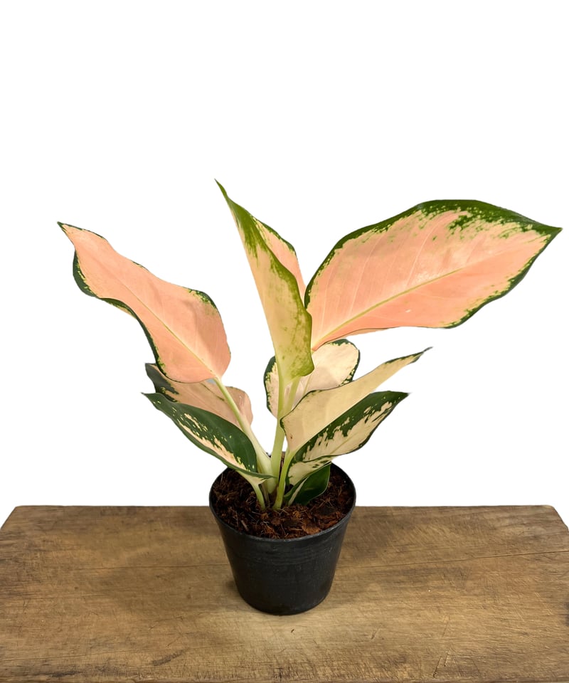 アグラオネマ コーチン ピーチ 「Aglaonema Cochin Peach」 25L |