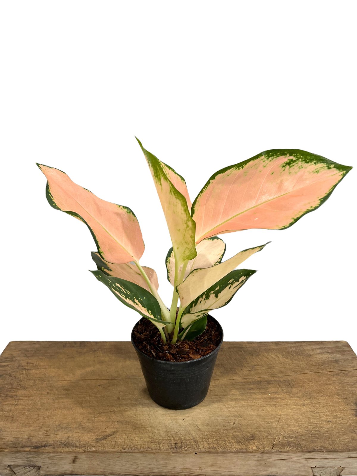 アグラオネマ コーチン ピーチ 「Aglaonema Cochin Peach」 25L |