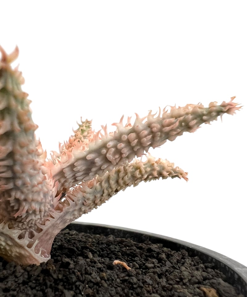 アロエ　テンプラ アロエ テンプラ | GREEN LUCK