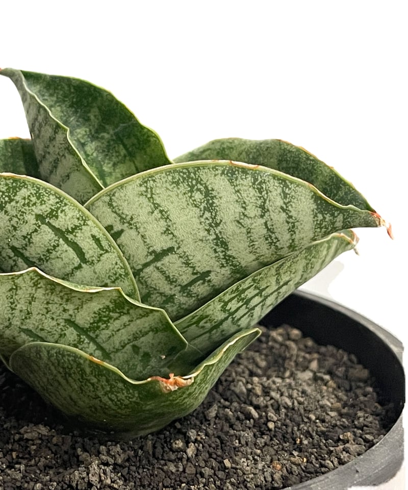 EMP サンセベリア アンヤマニーハイブリッド ドワーフEM1 / SA264 EMP サンセベリア アンヤマニーハイブリッド ドワーフEM1 / SA264