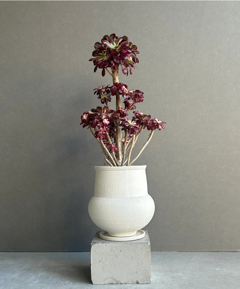 アエオニウム 'シャネル' 「Aeonium 'Chanel'」 6M | SHOUCHIKUEN