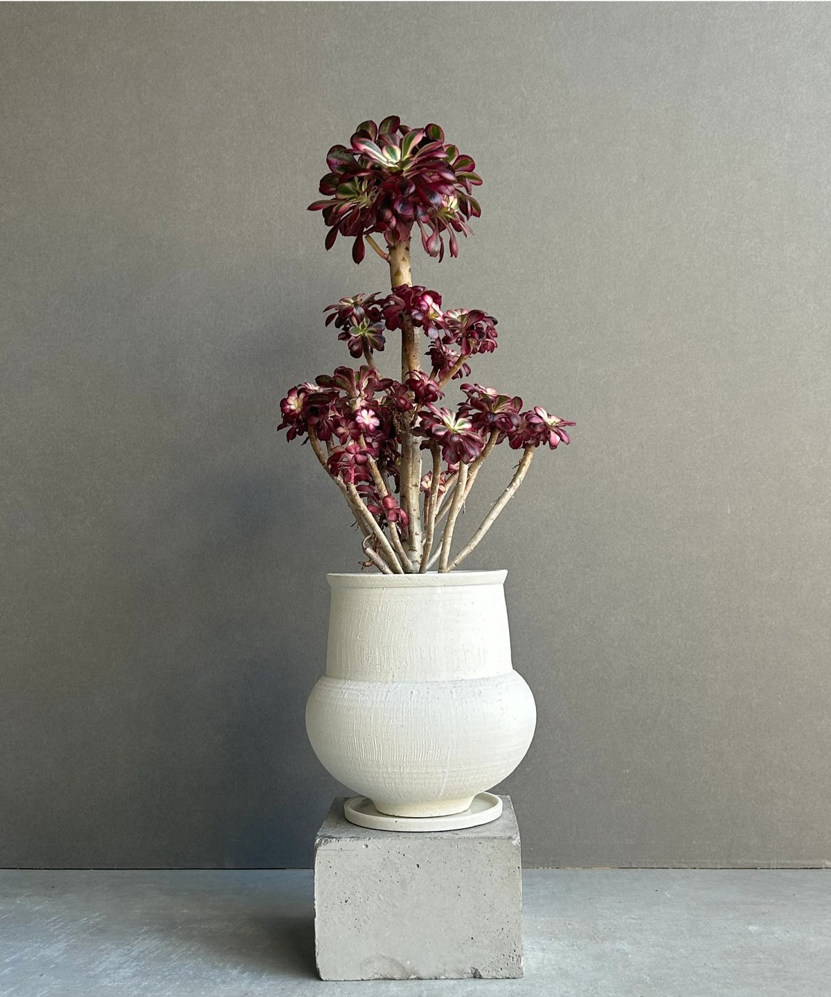 アエオニウム　シャネル錦40cm アエオニウム 'シャネル' 「Aeonium 'Chanel'」 6M | SHOUCHIKUEN