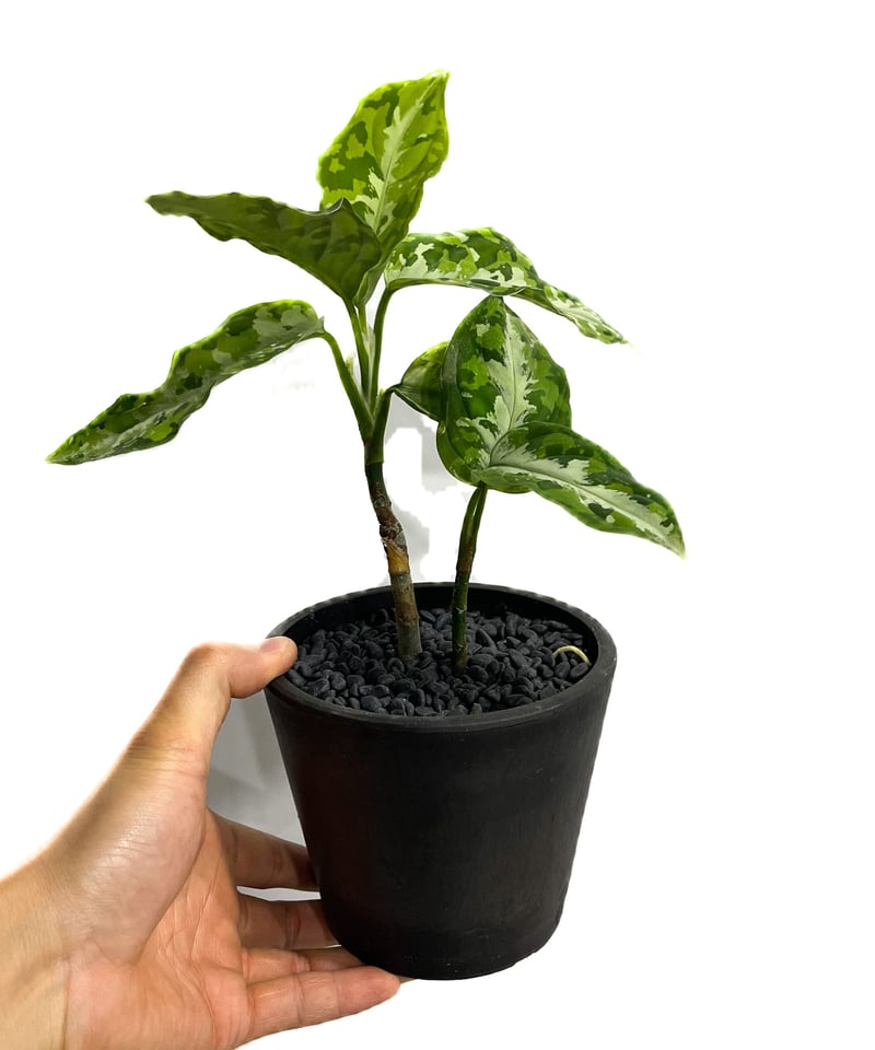 アグラオネマ ピクタム トリカラー「Aglaonema pictum tricolor