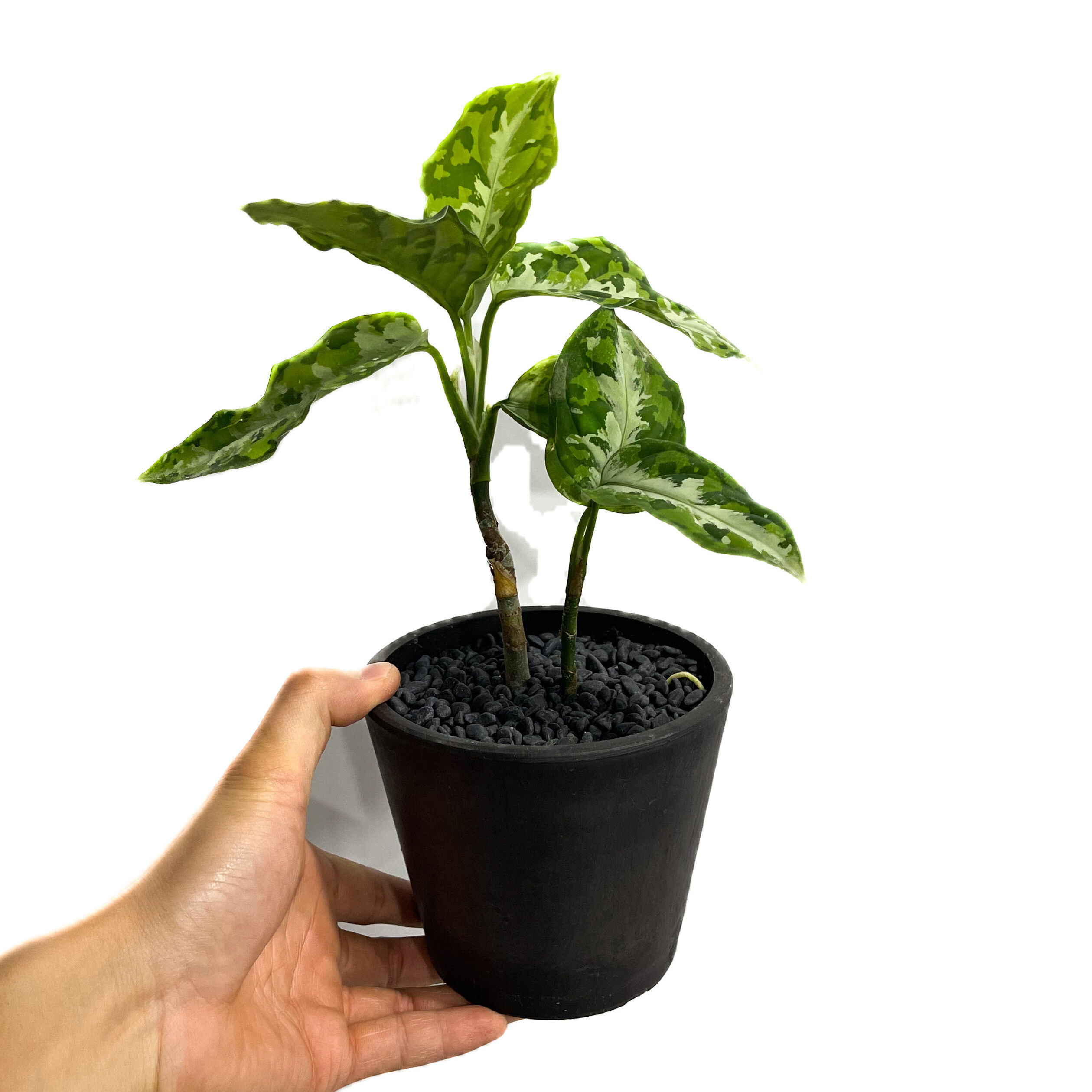 アグラオネマ ピクタム トリカラー「Aglaonema pictum tricolor」1/1 アグラオネマ ピクタム トリカラー「Aglaonema pictum tricolor」1/1