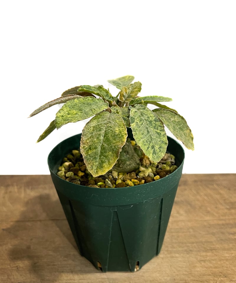 ドルステニア フォエチダ 斑入 “選抜個体”「Dorstenia foetida varie