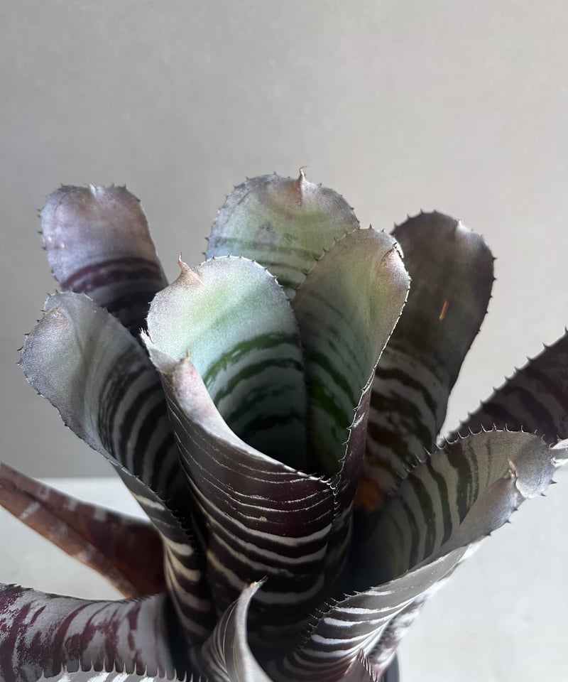 エクメア チャンティニー ブラック セレクト 「Aechmea chantinii Black