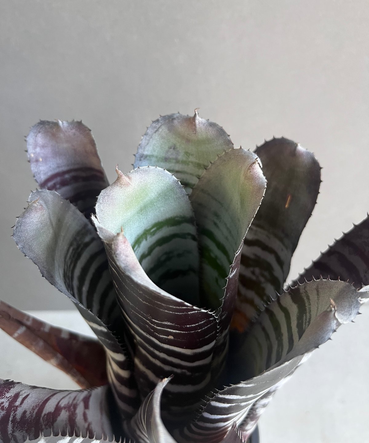 エクメア チャンティニー ブラック セレクト 「Aechmea