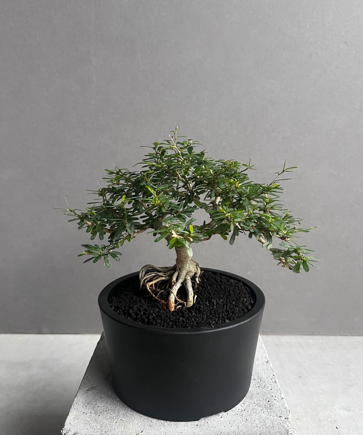 盆+栽 うち” 盆栽 「“UCHI” BONSAI 」76A | SHOUCHIKUEN
