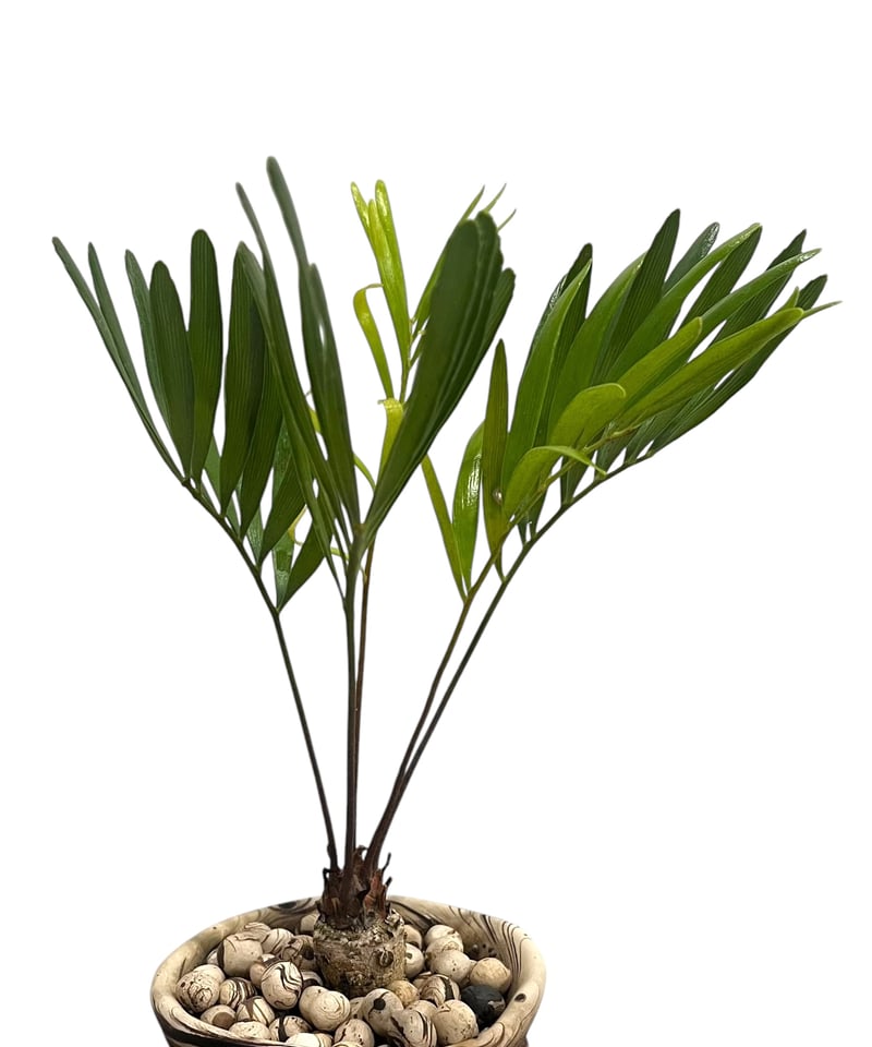 ザミア　ソテツ　盆栽 ザミア・フロリダーナ | アメリカ産ソテツ - 観葉植物・多肉植物