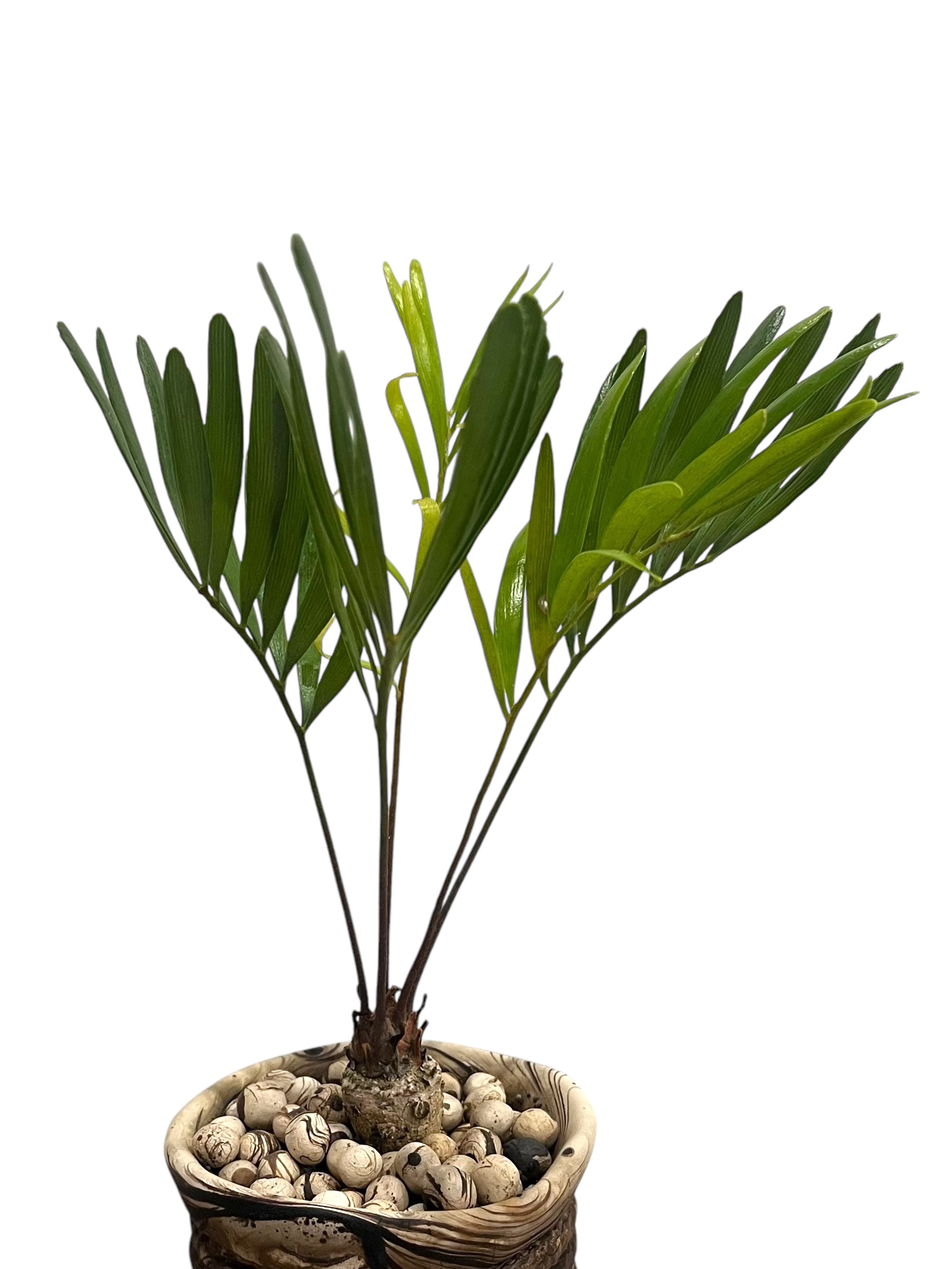 ザミア + plantsmonsters pot 「Zamia 」75V | SHOUCHIKUEN