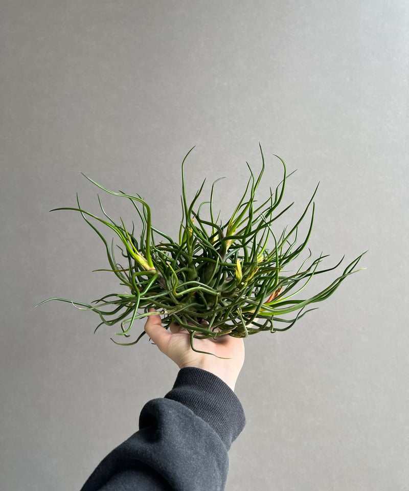 【トロピフローラ株】 T. bulbosa f. alba　ブルボーサ アルバ チランジア ブルボーサ f.alba Takiz (Humo to pejibaye. CostaRica