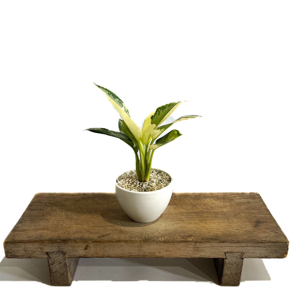 アグラオネマ スワンナプーム「Aglaonema Suvarnabhumi」9/2-47C |