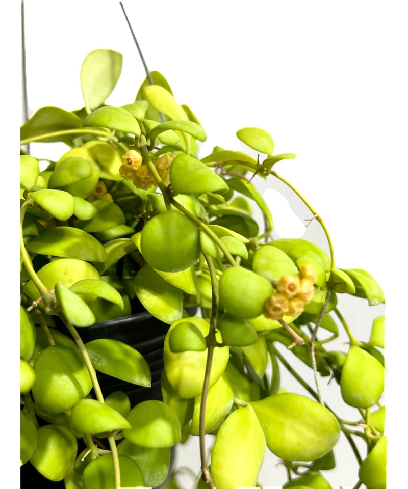 ホヤ へウスケリアナ イエロー「Hoya heuschkeliana yellow」29F-3