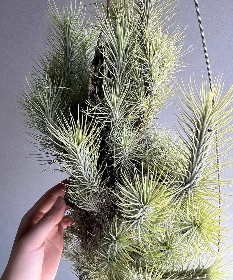 ティランジア フンキアナ クランプ 「Tillandsia funckiana clump」8