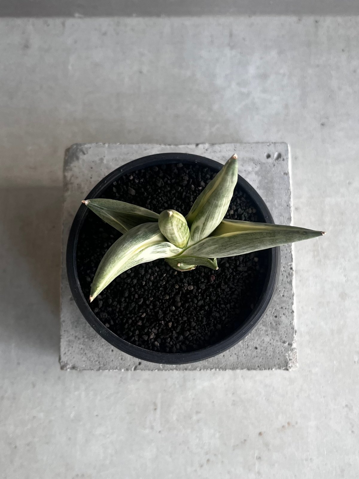 サンセベリア 雪女(ユキオンナ) 「Sansevieria Yuki Onna」24F | S