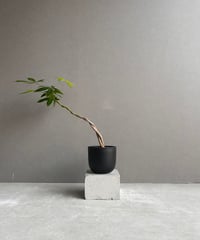 サンセベリア 雪女(ユキオンナ) 「Sansevieria Yuki Onna」24F | S