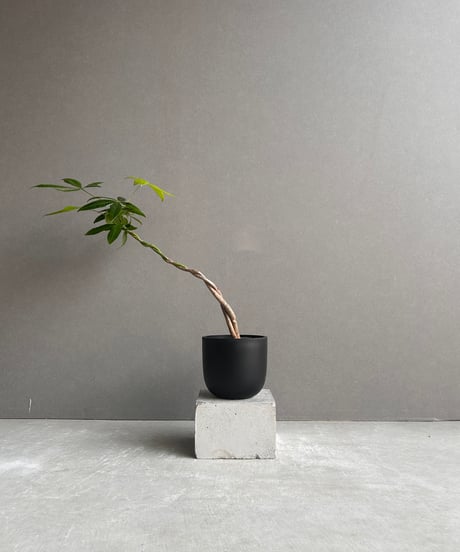 CATEGORY Plants | SHOUCHIKUEN