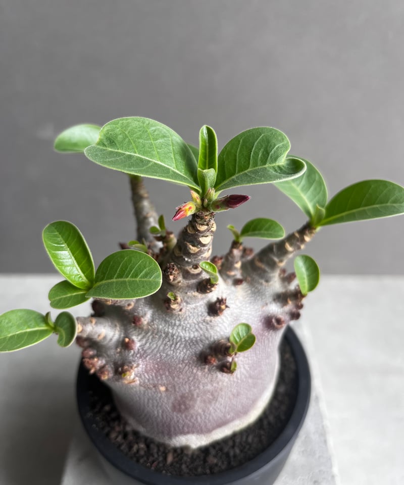 アデニウム アラビカム スーパー ドワーフ “ブラック” 「Adenium