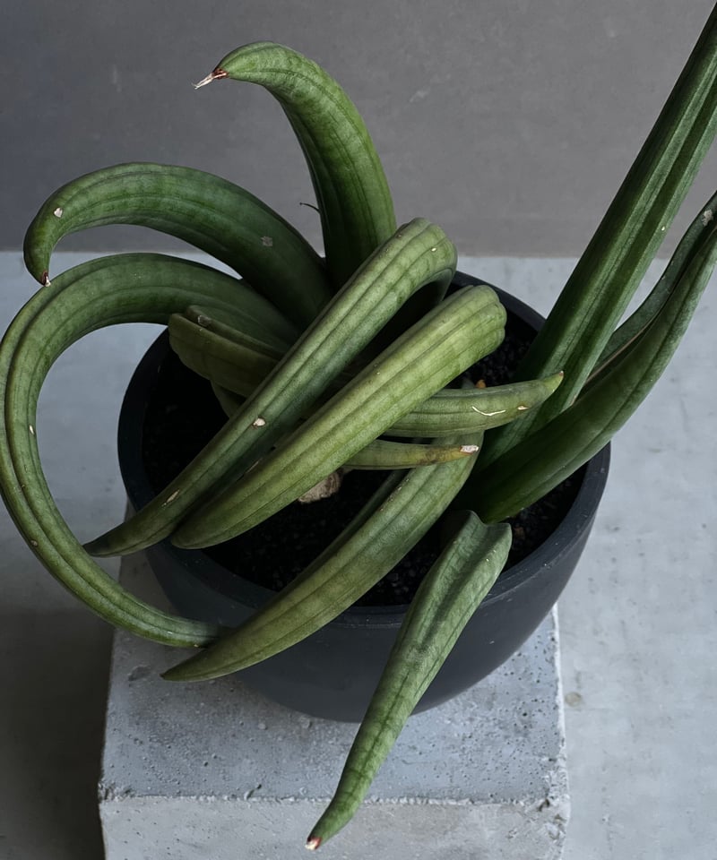 サンセベリア アンヤマニー ハイブリッド “トルネード”「Sansevieria