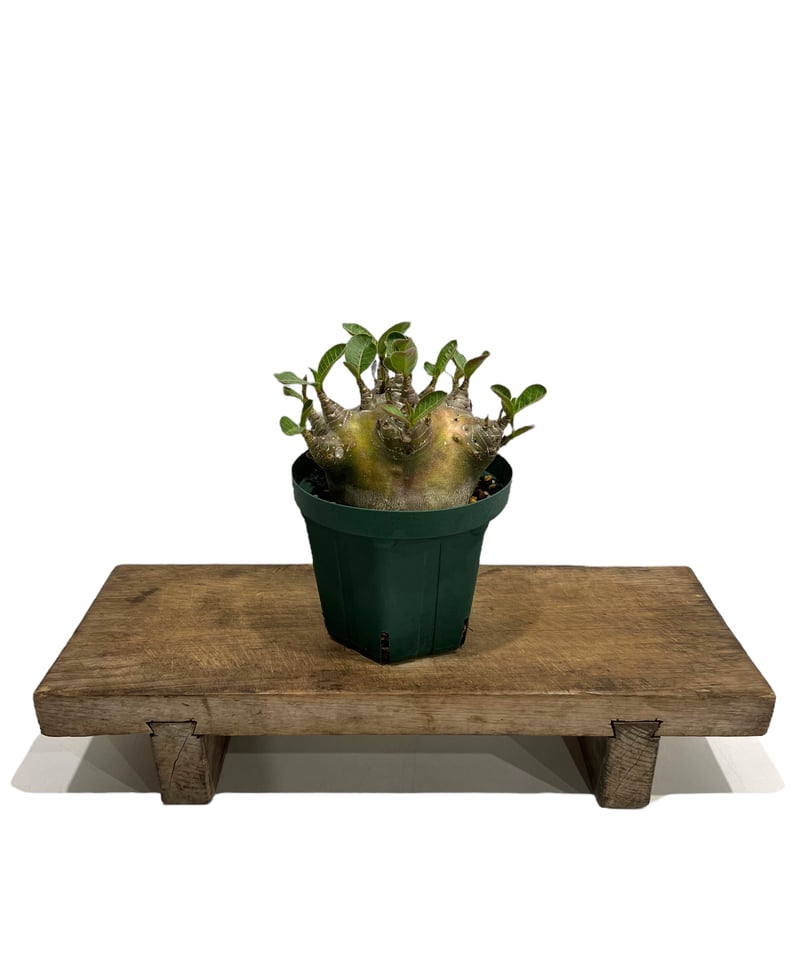 アデニウム アラビカム スーパー ドワーフ タイプ 「Adenium arabicum