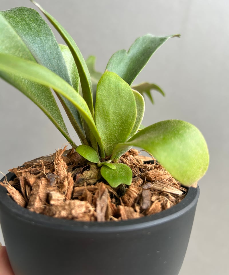 ビカクシダ ウィリンキー cv. ノース スター スポアリング