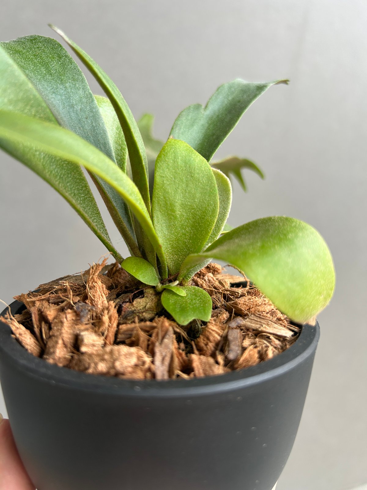 ビカクシダ P.willinckii cv. North Star Sporeling P.willinckii cv. North Star Sporeling