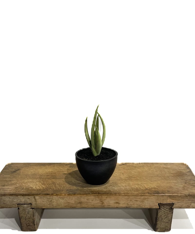 サンセベリア ヘルファイア「Sansevieria Hellfire」4/19-361 | S