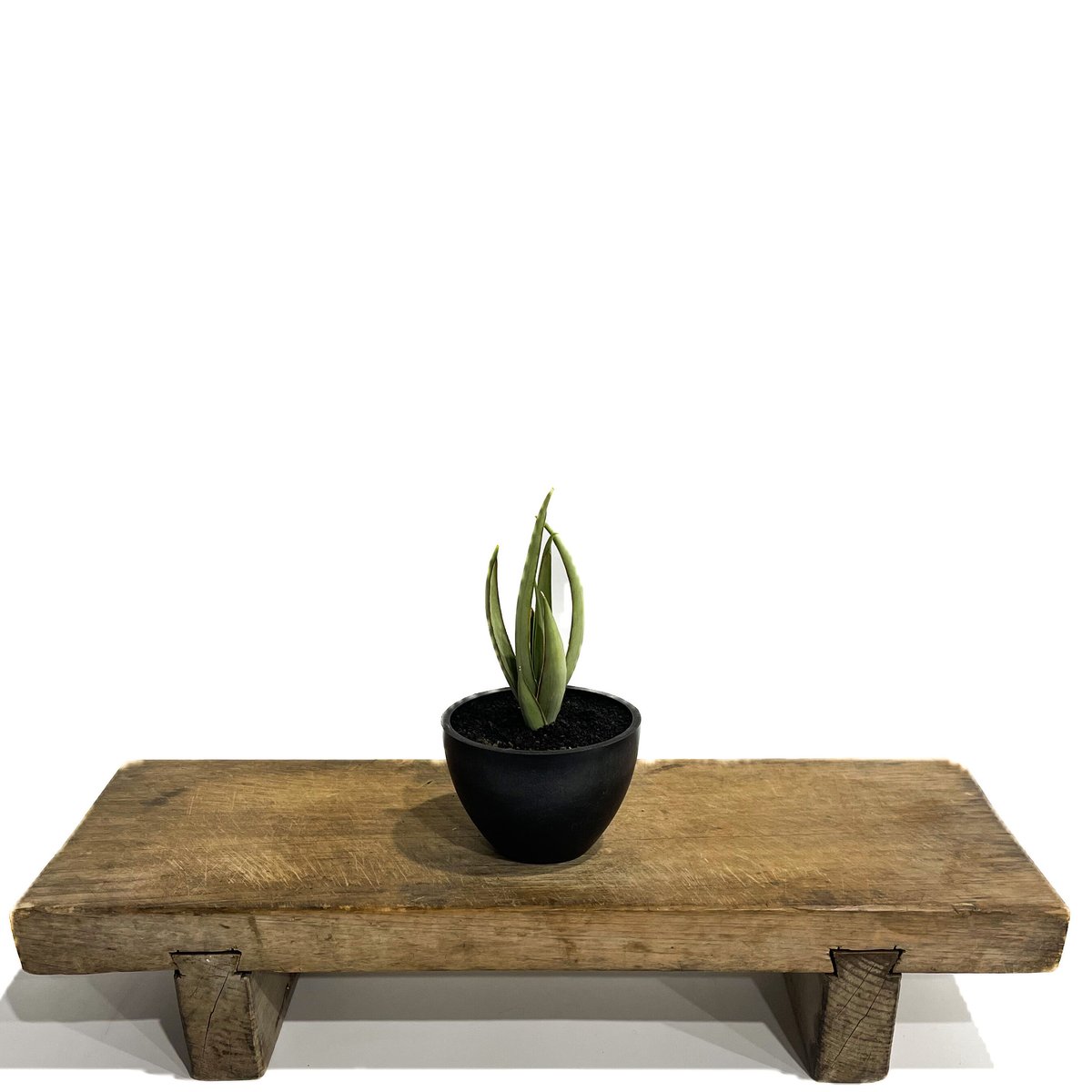 EMP サンセベリア ヘルファイヤ / SA251 サンセベリア ヘルファイア「Sansevieria Hellfire」4/19-361 | S