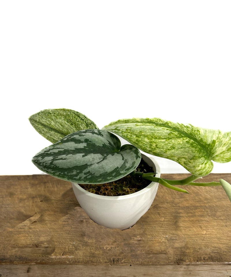 スキンダプサス ホログラム ミント「Scindapsus Hologram Mint スキンダプサス ホログラム ミント「Scindapsus Hologram Mint