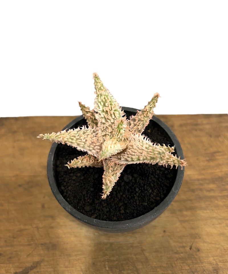 アロエ テンプラ 「Aloe Tempra」37T | SHOUCHIKUEN アロエ テンプラ 「Aloe Tempra」37T | SHOUCHIKUEN