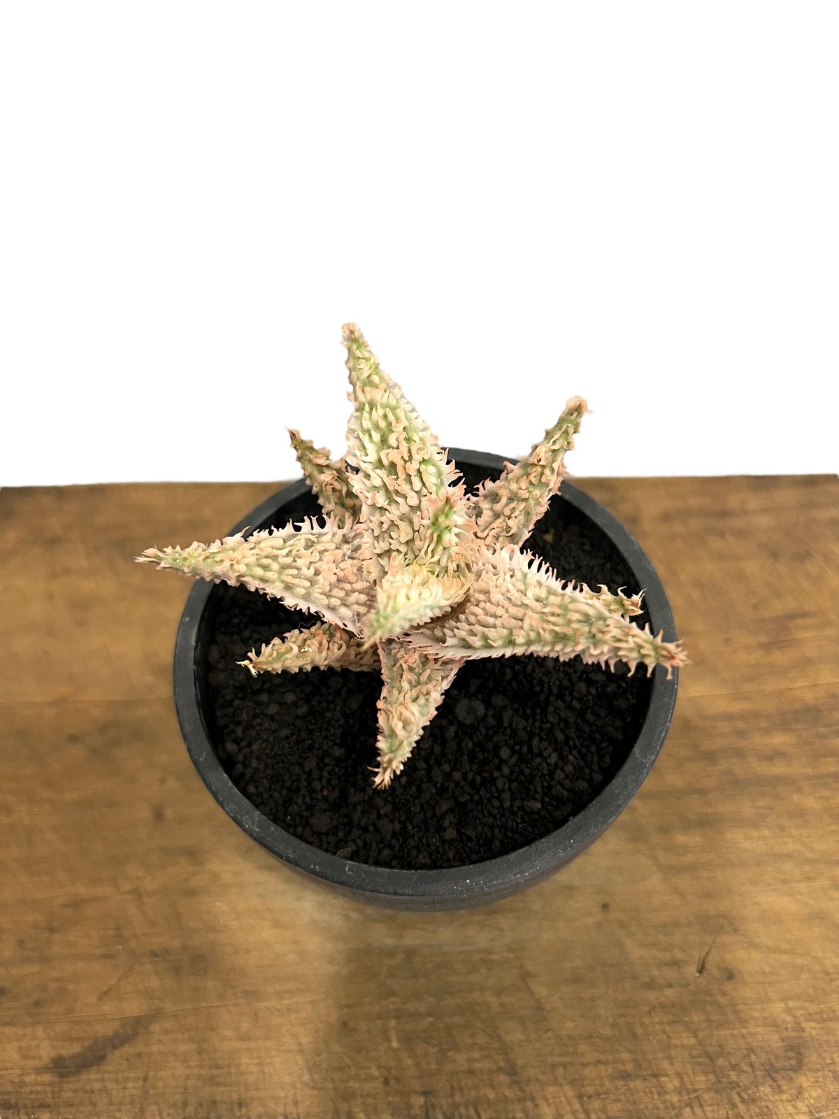 アロエ テンプラ 「Aloe Tempra」37T | SHOUCHIKUEN