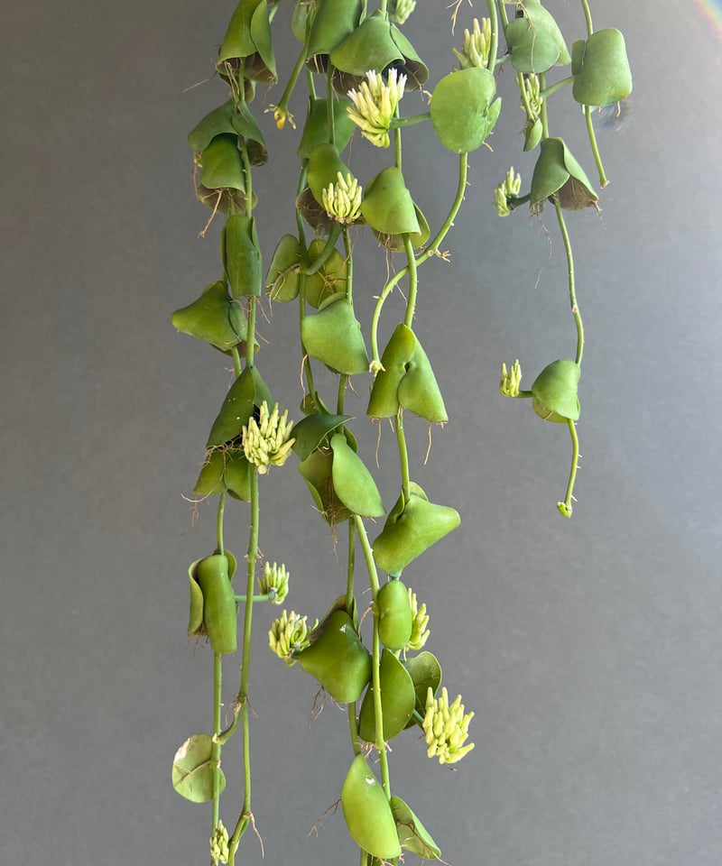 ディスキディア　インブリカータ　苗　多肉植物 ディスキディア インブリカータ 苗 多肉植物 【公式通販】