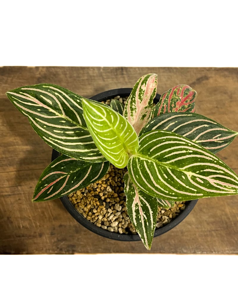 アグラオネマ 　ゴールデンホープ アグラオネマ ゴールデンホープ「Aglaonema Golden Hope」17G-1 | S