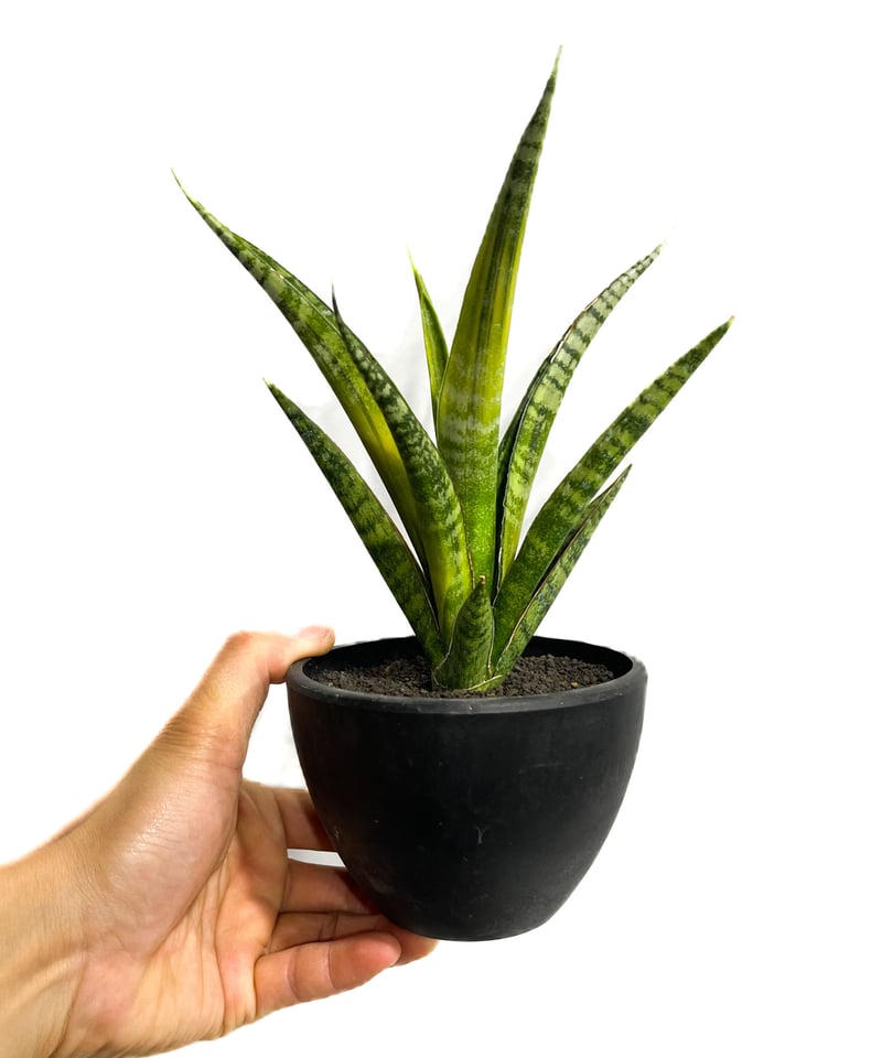 サンセベリア クロコダイル ロック「Sansevieria Crocodile Rock」4/