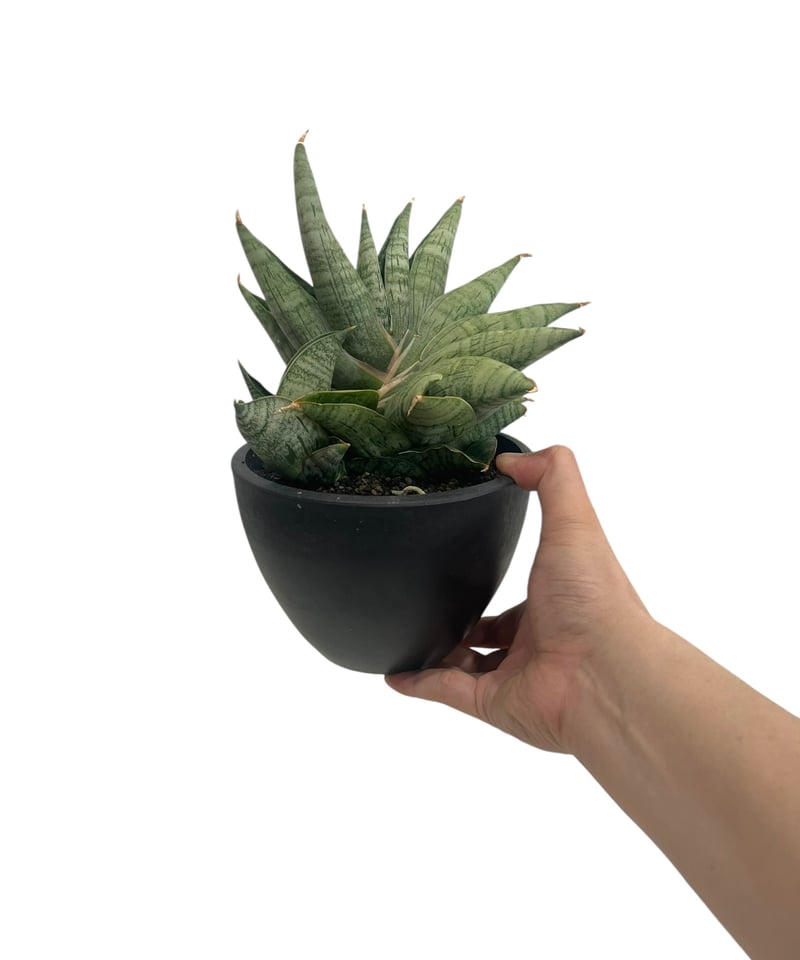 サンセベリア ライオン ハート 「Sansevieria Lion Heart」70T | S