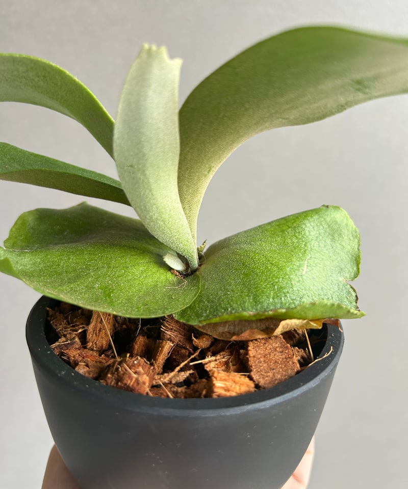 p.willinckii cv.Supernova ビカクシダ　ウィリンキー P.willinckii Kabkeaw 【artPLANTs】 ビカクシダ/Platycerium