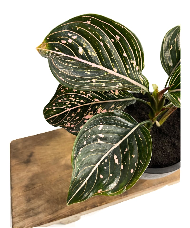 アグラオネマ シティ (選抜個体)「Aglaonema Siti (Select)」3 アグラオネマ シティ (選抜個体)「Aglaonema Siti (Select)」3